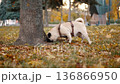 Pug Dog Walking in Autumn Park 136866950