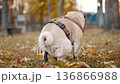 Pug Dog Defecating in Autumn Park 136866988
