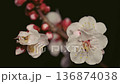 White plum blossoms in the early morning 136874038