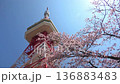 宇都宮塔和八幡山公園的櫻花（固定相機）（栃木縣宇都宮市，4月拍攝） 136883483