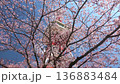 宇都宮塔和八幡山公園的櫻花（固定相機）（栃木縣宇都宮市，4月拍攝） 136883484