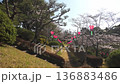 宇都宮塔和八幡山公園的櫻花_向左上方平移和傾斜（栃木縣宇都宮市，4月照片） 136883486