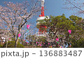 宇都宮塔和八幡山公園的櫻花（固定相機）（栃木縣宇都宮市，4月拍攝） 136883487