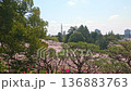八幡山公園的櫻花（由左至右）（栃木縣宇都宮市，4月照片） 136883763