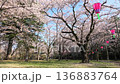 八幡山公園的櫻花（固定相機）（栃木縣宇都宮市，4月拍攝） 136883764