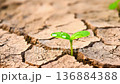 Green sprout growing from dry cracked earth as symbol of hope. 136884388