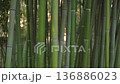 Lush Green Bamboo Grove Swaying Gently in the Wind 136886023