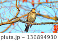 【野鳥 ツグミ】 136894930