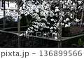 東京　亀戸天神　白梅が咲く　〓全体へ 136899566