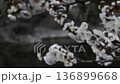東京　亀戸天神　白梅が咲く　〓ズーム 136899668