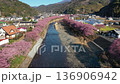 Kawazu cherry tree 136906942