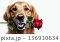 Charming labrador with a red rose shows affection in a delightful 3D animation against a clean white background. Generative AI 136910634