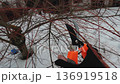 Close up of hands using shears to prune fruit tree. Soft natural light, gardening and plant care 136919518