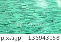 Aerial view of a large small fish swimming in clear turquoise ocean water  136943158