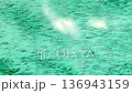 Aerial view of a large small fish swimming in clear turquoise ocean water  136943159