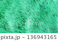 Aerial view of a large small fish swimming in clear turquoise ocean water  136943165