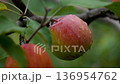Red ripe apples on a branch of an apple in the garden.  136954762