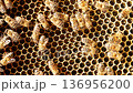 Bees crawling on a wooden frame with honey filled with honey in a beehive. 136956200