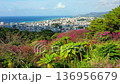 Spring in Nago, Okinawa: Hikanzakura and cityscape 136956679