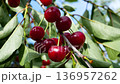 Red ripe cherries hanging on a tree in the garden. 136957262