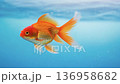 A goldfish swimming gracefully 136958682
