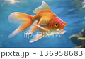A goldfish swimming gracefully 136958683