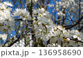 A branch of blooming cherry trees against a blue sky in the spring in the garden. 136958690