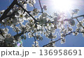 A branch of blooming cherry trees against a blue sky in the spring in the garden. 136958691