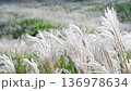 箱根 仙石原すすき草原　～銀色のススキが風に揺れる～ 136978634