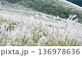 箱根 仙石原すすき草原　～銀色のススキが風に揺れる～ 136978636