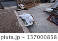 Cat Cat 137000858