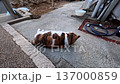 Cat Cat 137000859