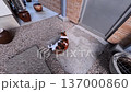 Cat Cat 137000860