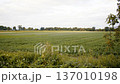 Wide countryside field with tiny lone bird visible in distance under soft evening sky and peaceful rural horizon 137010198