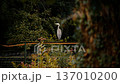 Grey heron perched calmly near grassy wetland edge in quiet countryside landscape during warm sunset light 137010200