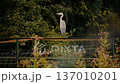 Grey heron standing alert beside calm pond water surrounded by green vegetation in peaceful rural setting 137010201
