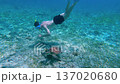 Underwater snorkeling with sea turtle in clear tropical ocean on Gili Islands. Snorkeler exploring marine life and aquatic wildlife. Exotic travel destination and adventure tourism in Indonesia. 137020680