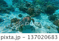 Underwater view of sea turtle swimming over coral reef in clear tropical ocean. Peaceful marine life scene showcasing aquatic wildlife, reef habitat, and exotic travel destination in Asia. 137020683