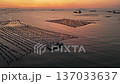 4K Aerial orbiting shot of coastal oyster farm at golden sunset 137033637