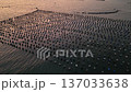4K Aerial forward shot over coastal oyster farm at sunset 137033638