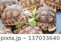 4K Group of baby sulcata tortoises eating fresh green lettuce 137033640