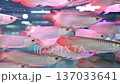 4K Group of majestic golden arowana fish swimming in aquarium tank 137033641
