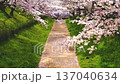【埼玉縣佐手市】佐手權憲道公園的春天：櫻花沿著步道飄落。鏡頭向下傾斜 137040634