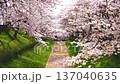 【埼玉縣佐手市】佐手權憲道公園的春天：櫻花沿著步道飄落。鏡頭向上移動。 137040635