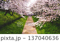 【埼玉縣佐手市】佐手權憲道公園的春日景色，櫻花隨風搖曳。 137040636