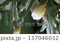 月下美人の開花 137046032