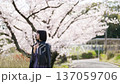 A woman looking at the cherry blossoms 137059706