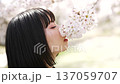 A woman looking at the cherry blossoms 137059707