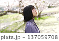 A woman looking at the cherry blossoms 137059708
