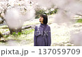 A woman looking at the cherry blossoms 137059709